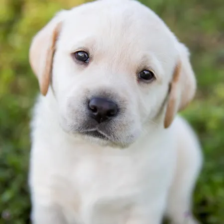 Book On Request Property. Sofya